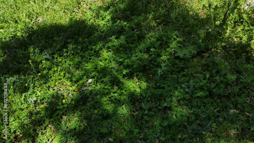 The shadow of the tree is reflected in the tall grass The shadow of the tree is reflected in the tall grass