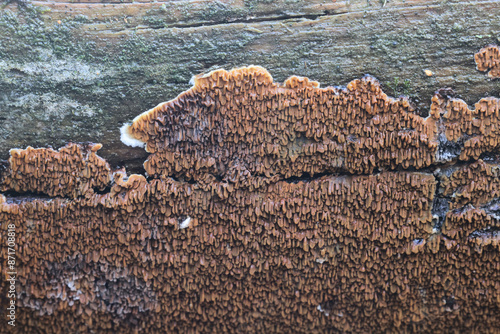 Serpula himantioides, a resupinate dry rot fungus from Finland, no common English name photo