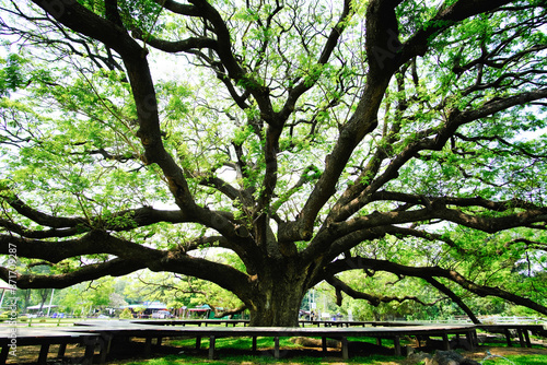 A large tree with many branches and leaves