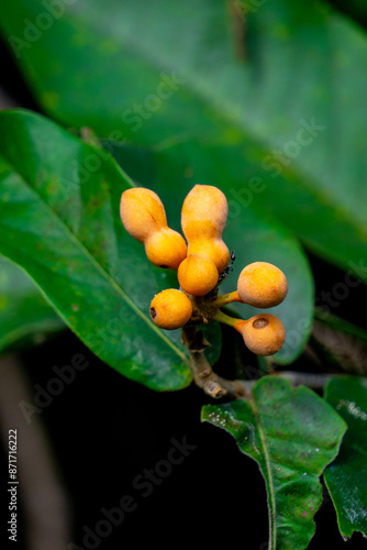 Uvaria rufa (susung kalabaw, Carabao teats, Torres Strait scrambler, triəl sva). The fruits of Uvaria rufa are edible, having a sharp sweet-sour taste photo