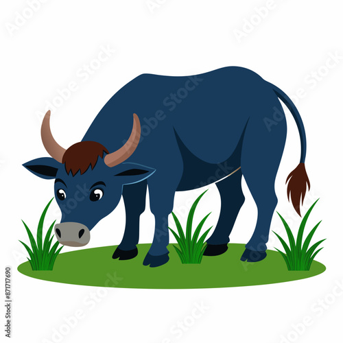 bull-eating-grass-white-background 