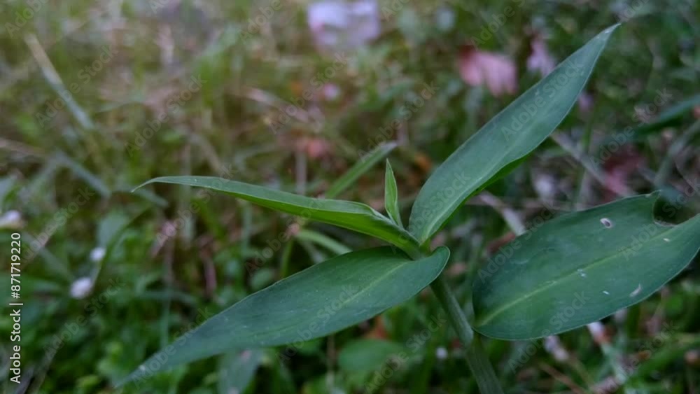 Close up, wild green grass growing in the garden, blurry background. Close up, wild green grass growing in the garden, blurry background.