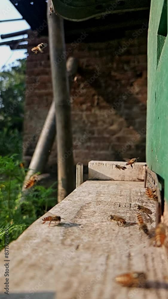 Slow motion of bee hive, bees coming to beehive Slow motion of bee hive, bees coming to beehive