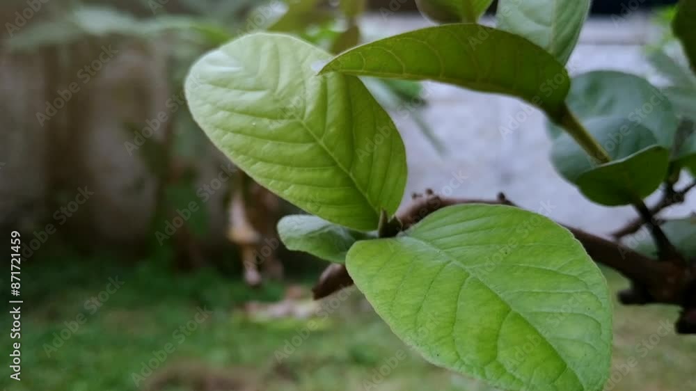 Close up, guava leaves swaying in the wind with blurry background. Close up, guava leaves swaying in the wind with blurry background.