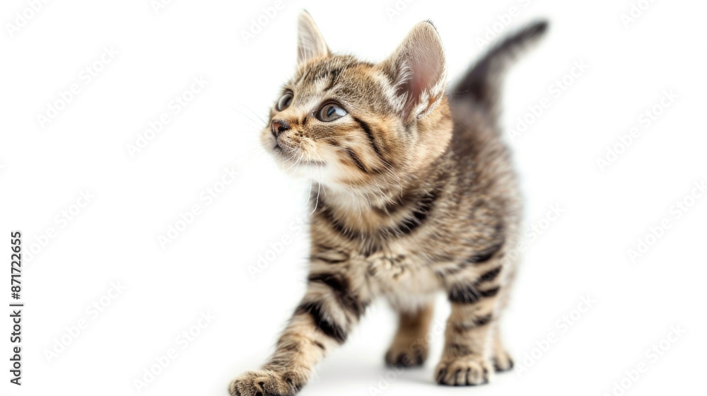 Tabby kitten walking and gazing upward against white background Tabby kitten walking and gazing upward against white background