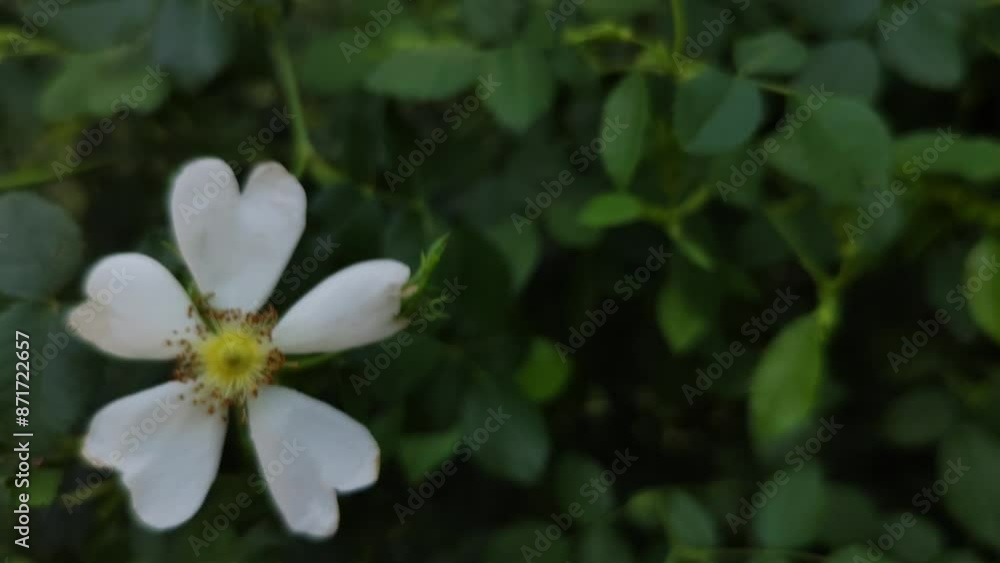 Lonely pretty flower swaying through the air Lonely pretty flower swaying through the air