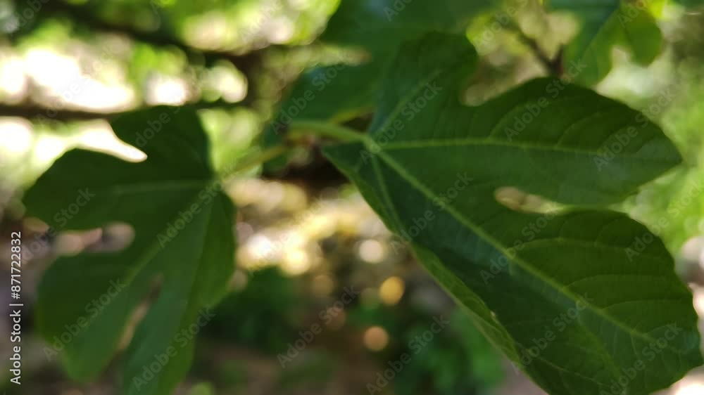 Leaves of various shapes and large sizes move through the air Leaves of various shapes and large sizes move through the air