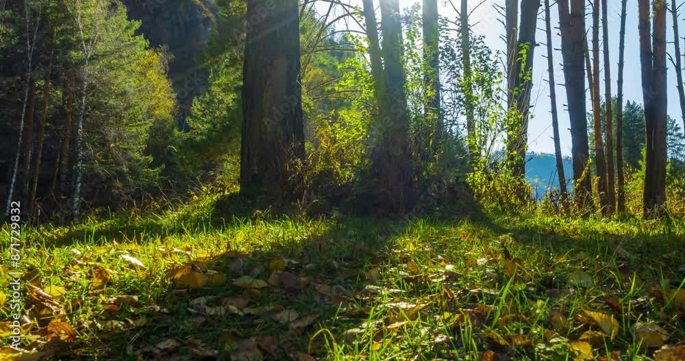 4k mountain evergreen pine tree forest timelapse at the summer or autumn time. Wild nature, clear water and rural valley. Sun rays, small creek, river and yellow grass. Motorised dolly slider movement 4k mountain evergreen pine tree forest timelapse at the summer or autumn time. Wild nature, clear water and rural valley. Sun rays, small creek, river and yellow grass. Motorised dolly slider movement