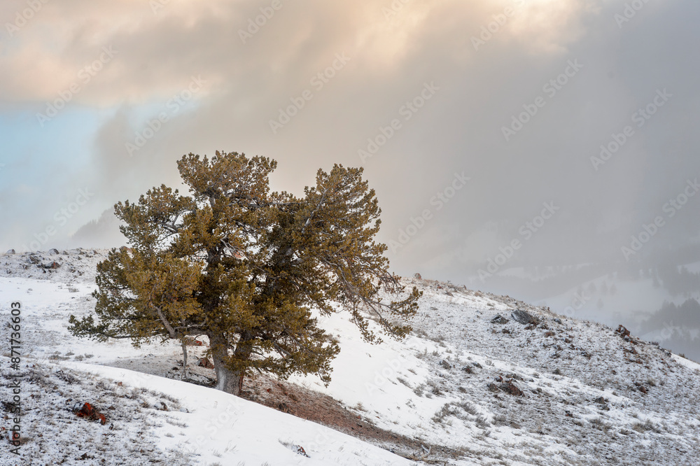 Lone tree in winter landscape in Lamar valley at Yellowstone national park, Wyoming, United States of America. Lone tree in winter landscape in Lamar valley at Yellowstone national park, Wyoming, United States of America.