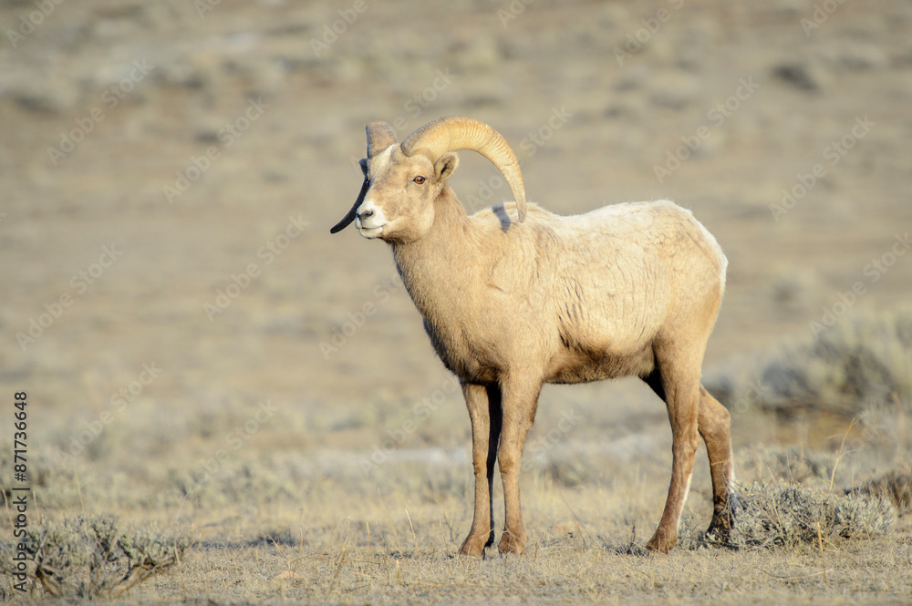 Bighorn Sheep (Ovis canadensis) ram standing on prairie,, Yellowstone National Park, Wyoming, United States of America.