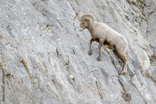 Bighorn sheep (Ovis canadensis) walking on steep cliff, Yellowstone National Park, Wyoming, United States. photo