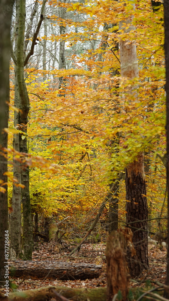 Obraz premium The colorful forest view in the natural park in autumn