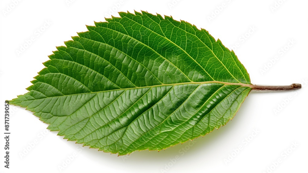 A leaf is shown in its natural color, with a green hue. The leaf is large and has a distinct shape, with a pointed tip and a rounded base. The leaf is placed on a white background A leaf is shown in its natural color, with a green hue. The leaf is large and has a distinct shape, with a pointed tip and a rounded base. The leaf is placed on a white background