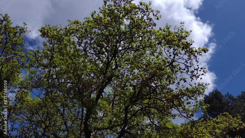 Beautiful tree with many leaves with the sky almost covered by a large cloud Beautiful tree with many leaves with the sky almost covered by a large cloud