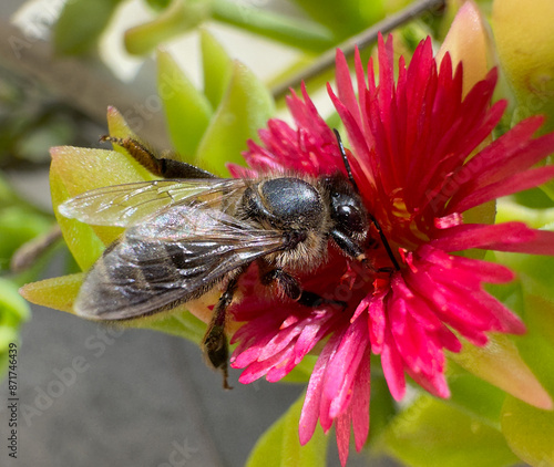 Busy bee, bee collecting honey from the flower. Garden. Ecosystem concept. Bee close up. Wildlife.