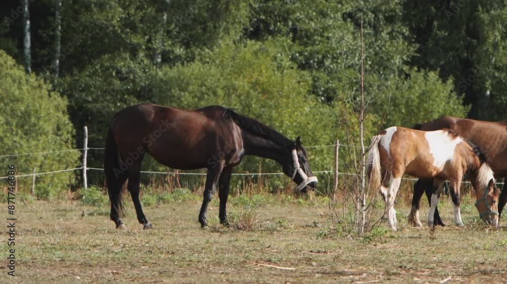 Several horses peacefully grazing in a lush green meadow, trees and foliage Several horses peacefully grazing in a lush green meadow, trees and foliage