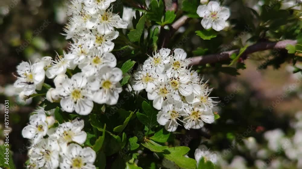 Beautiful white flowers swaying through the air Beautiful white flowers swaying through the air