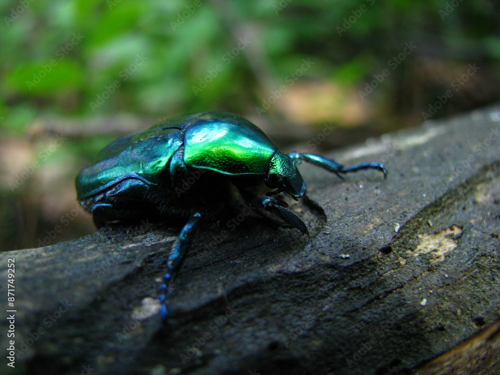 May beetle
May beetle