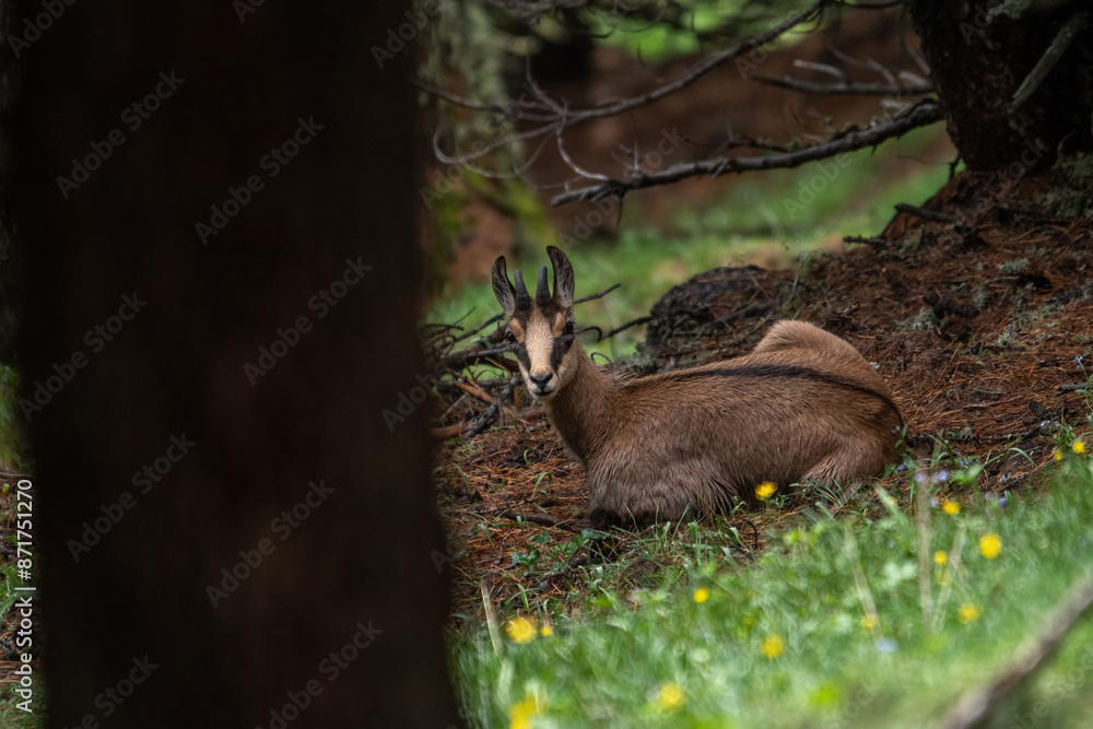 Alpine chamois or wild mountain goat (Rupicapra rupicapra) resting in a pine forest among yellow flowers, Alps, Italy.