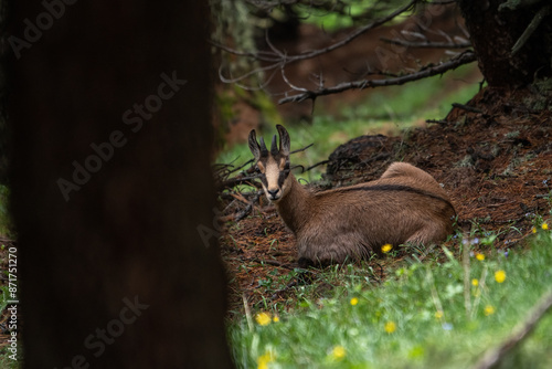 Obraz na płótnie Alpine chamois or wild mountain goat (Rupicapra rupicapra) resting in a pine forest among yellow flowers, Alps, Italy. w salonie