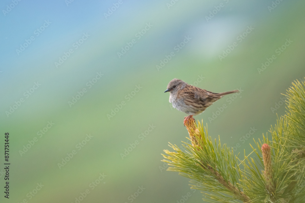 Dunnock also called hedge accentor, hedge sparrow and hedge warbler (Prunella modularis), perching on the tip of a pine branch, against pastel colors blurred background on a spingtime evening. Italy.