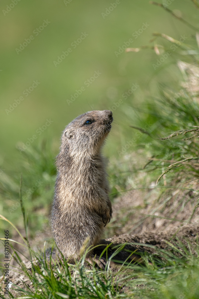 Little cute alpine marmot (or alpine groundhog - Marmota marmota), standing on its legs in a green mountain meadow and looking out of its burrow for the first time, Alps Mountains, Italy. july.