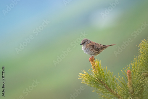 Obraz na płótnie Dunnock also called hedge accentor, hedge sparrow and hedge warbler (Prunella modularis), perching on the tip of a pine branch, against pastel colors blurred background on a spingtime evening. Italy. w salonie