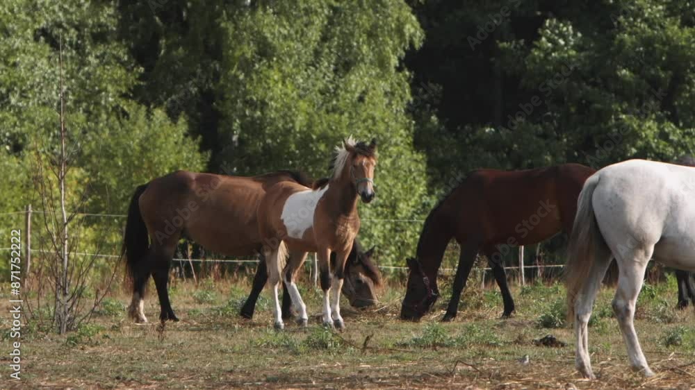 Horses grazing in lush pasture on beautiful sunny day with gentle breeze Horses grazing in lush pasture on beautiful sunny day with gentle breeze
