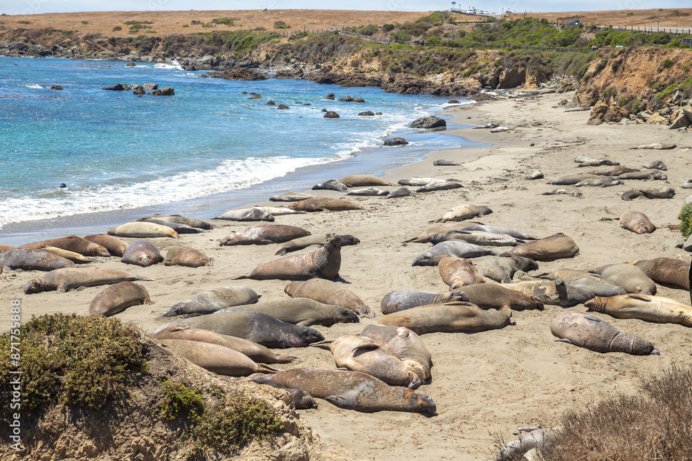 The elephant seals laying on the beach in San Simeon, observation deck over a shoreline known for elephant seal sightings The elephant seals laying on the beach in San Simeon, observation deck over a shoreline known for elephant seal sightings