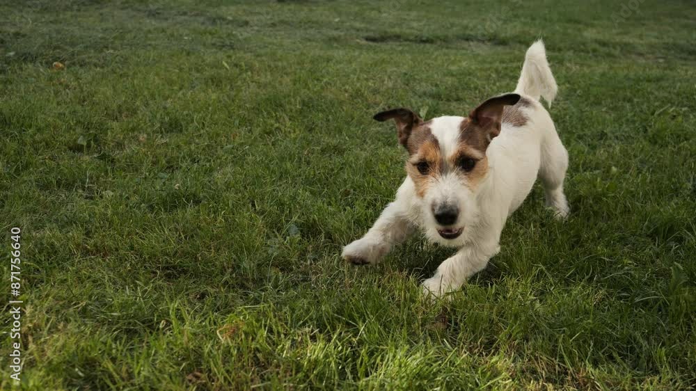 The dog runs on the green grass and barks. Active game with a pet. The dog runs on the green grass and barks. Active game with a pet.