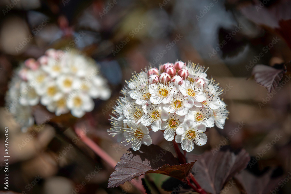 Closeup vie of common ninebark