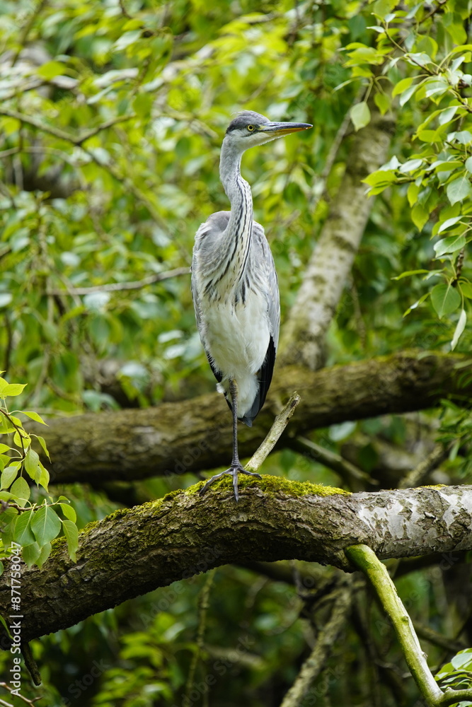 Fototapeta premium Gray heron (Ardea cinerea) Ardeidae family. Hanover, Germany.