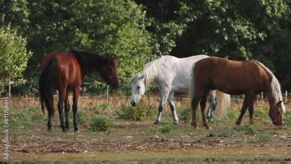 Several horses peacefully grazing in a lush green meadow, trees and foliage Several horses peacefully grazing in a lush green meadow, trees and foliage