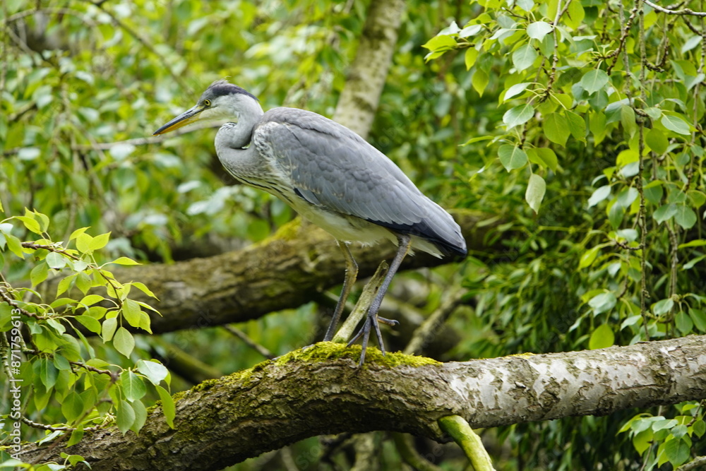 Fototapeta premium Gray heron (Ardea cinerea) Ardeidae family. Hanover, Germany.