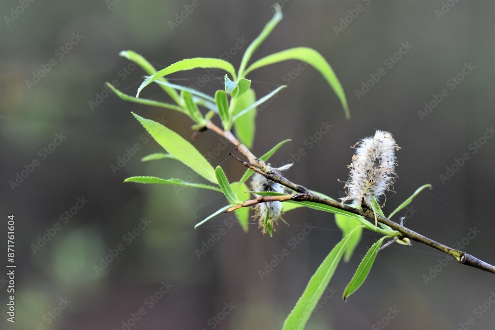 buds of a willow buds of a willow