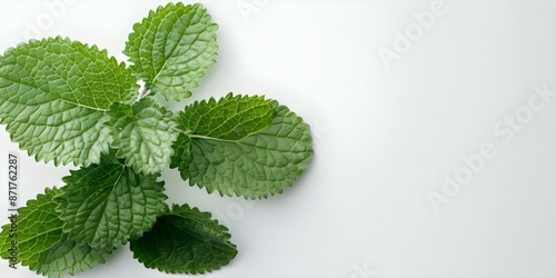 Vibrant Lemon Balm Leaves with Serrated Edges on a White Background. Concept Botanical Photography, Lemon Balm Plant, Close-up Detail Shot, White Background, Vibrant Green Colors photo