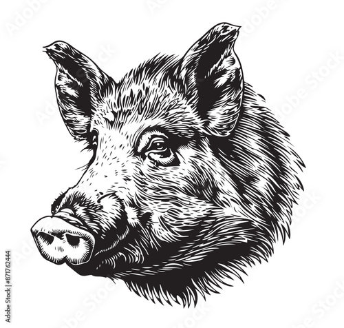 Wild boar sketch.