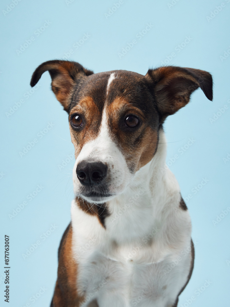 a mixed-breed dog sits elegantly against a tranquil blue background, exuding a sense of calm intelligence a mixed-breed dog sits elegantly against a tranquil blue background, exuding a sense of calm intelligence