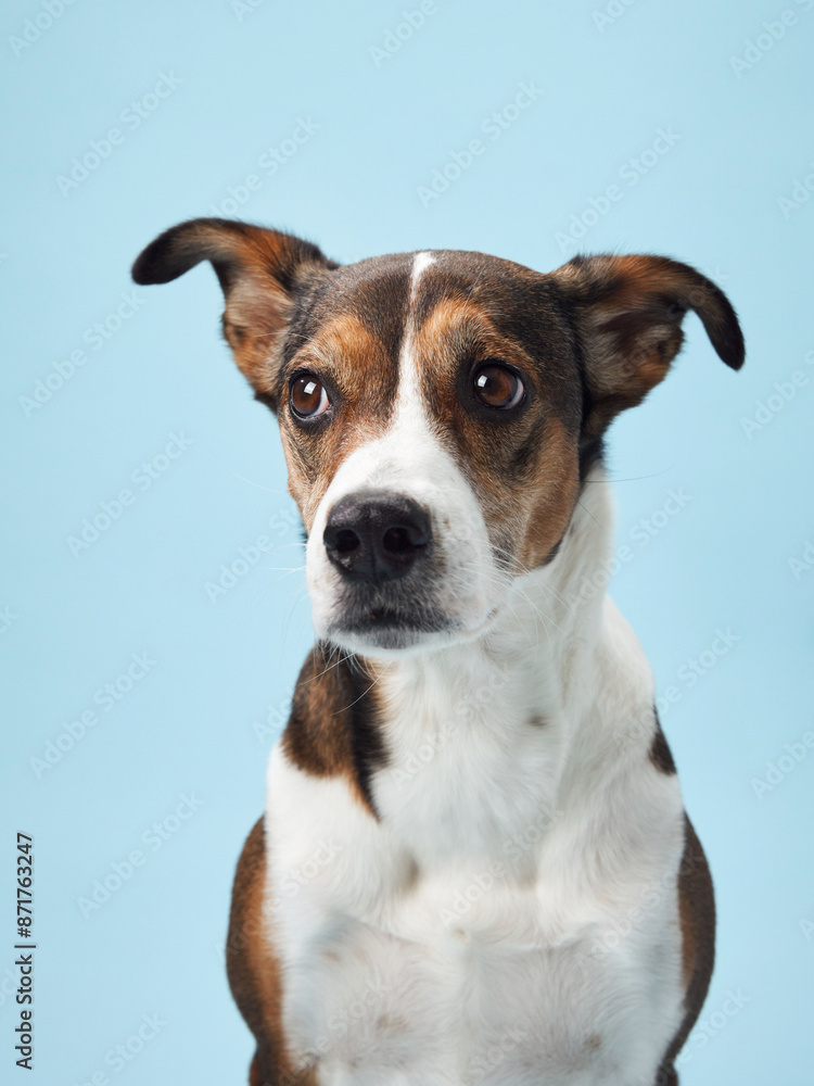 A poised mixed-breed dog poses against a soft blue backdrop, its playful character captured in a candid moment A poised mixed-breed dog poses against a soft blue backdrop, its playful character captured in a candid moment