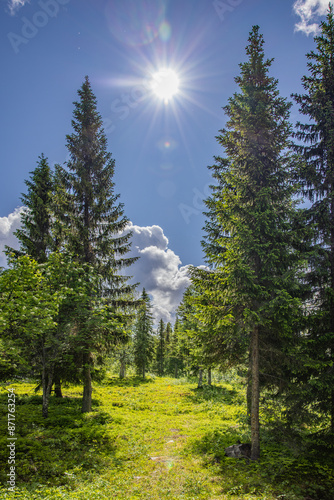 Waldweg in einem grünen Tannenwald mit Sonnenschein