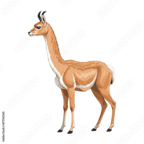 Hand Drawn Llama Illustration Camel Vector