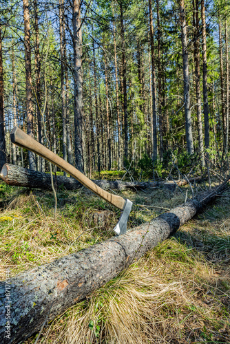 Axt in einem gefällten Baumstamm im Wald