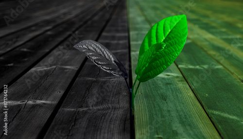 Junge Pflanze wächst aus einer Holzterrasse
