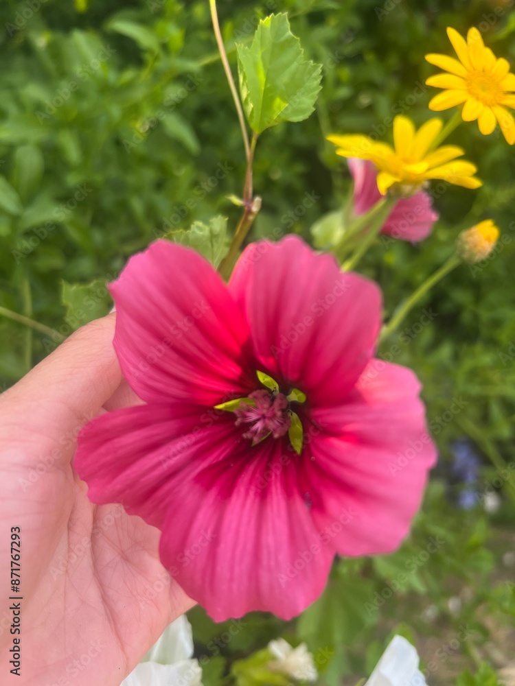 Obraz premium pink flower in the garden