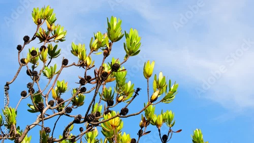 Static view of green Leucadendron flowering plant of Proteaceae family photo