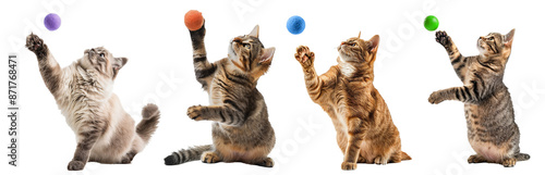 set of Little kitten playing with wool ball isolated on the transparent background