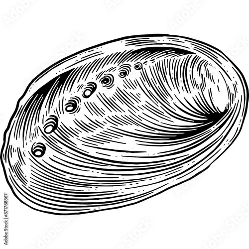 Hand drawn Abalone Shell Sketch Illustration