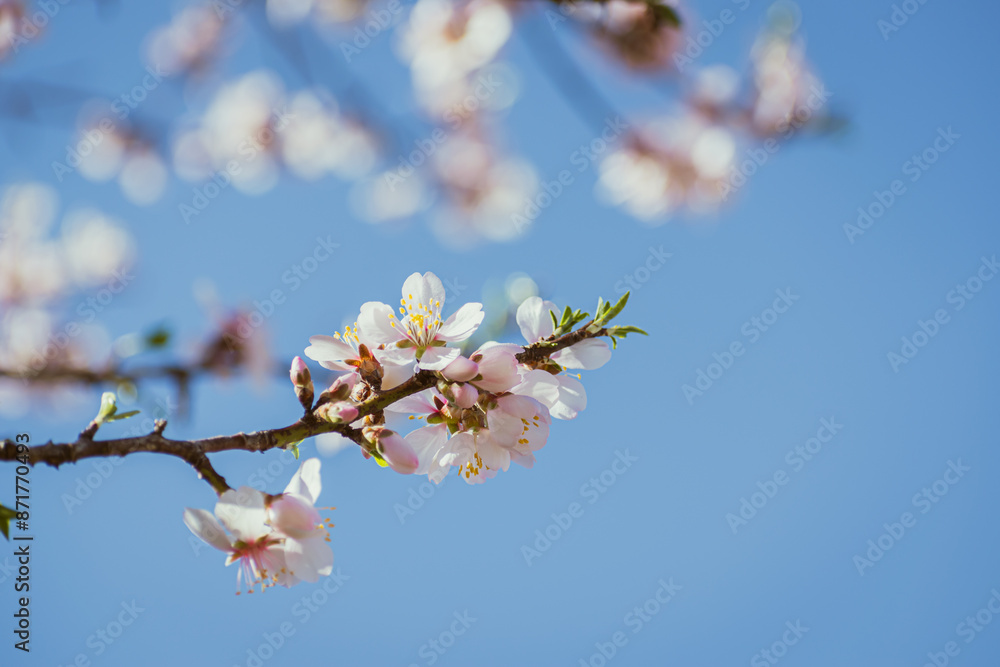Almond tree in full bloom Almond tree in full bloom