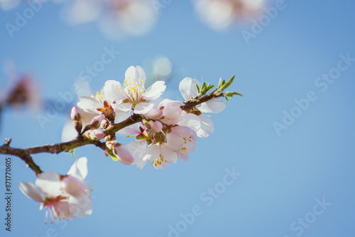 Almond tree in full bloom