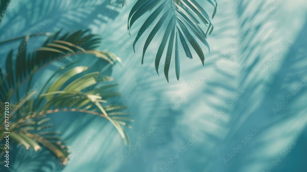 Palm Leaf Close Up Palm Leaf Close Up